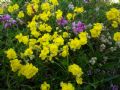 Helianthemum oelandicum